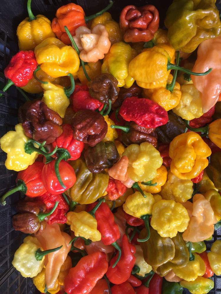 Mixed Superhot Peppers