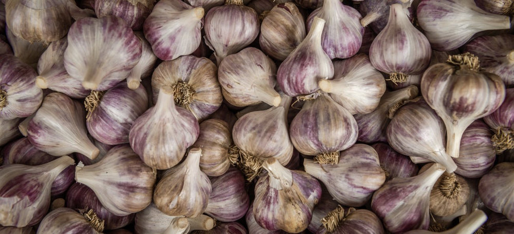 Garlic