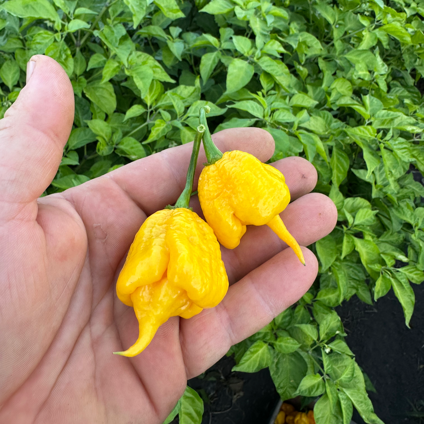 Hand holding two yellow peppers in front of green foliage