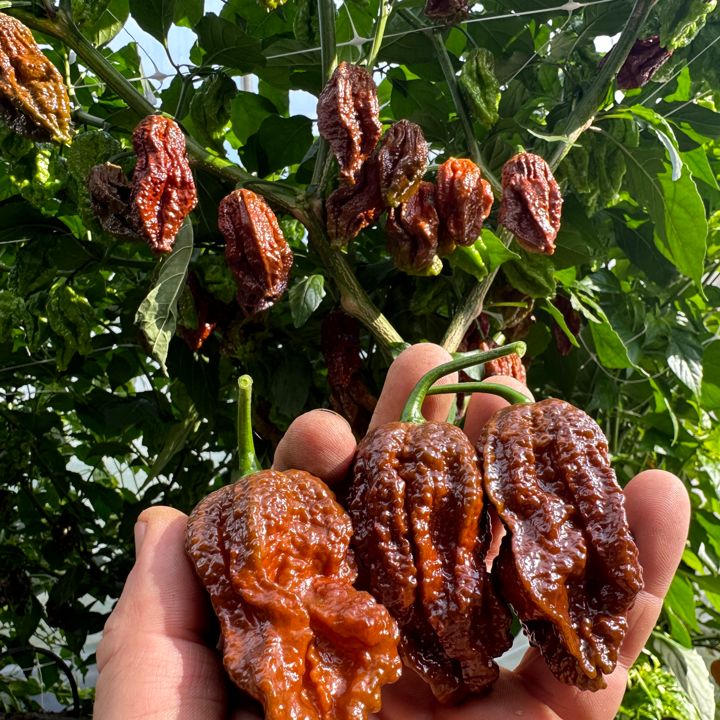 Hand Holding wrinkled chocolate coloured peppers in front of a plant loaded with the same fruit.