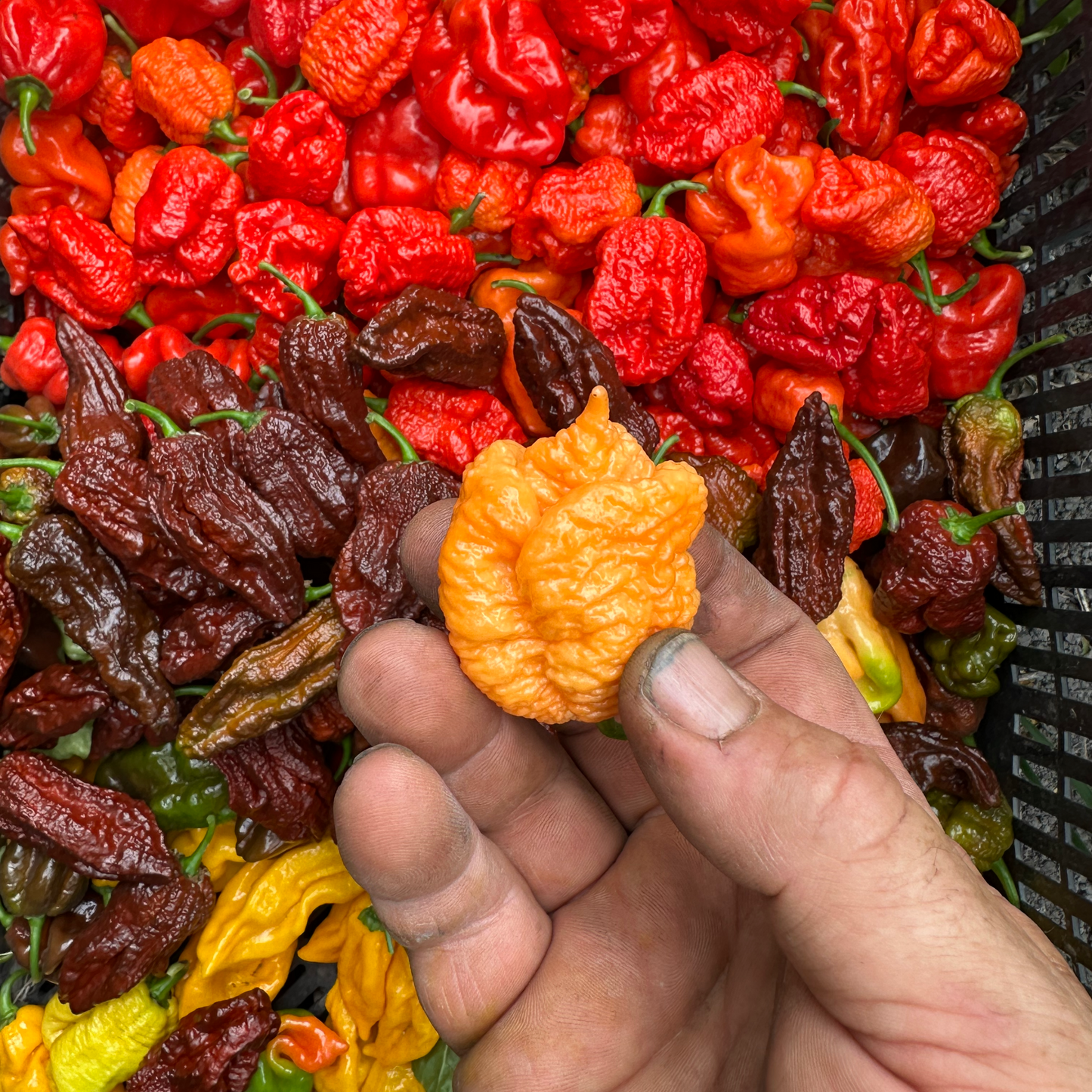 Hand holding a small orange pepper in front of a variety of colorful peppers and raisins.