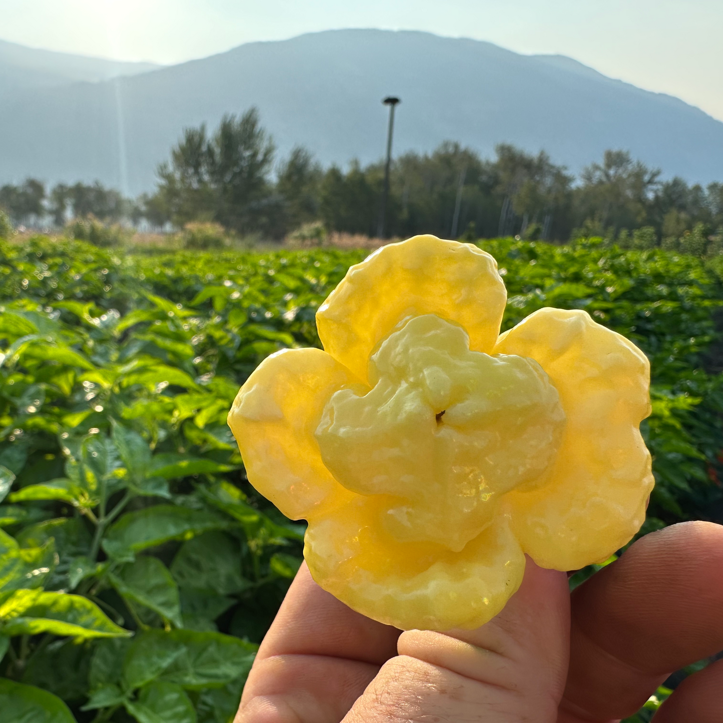 Hand holding a yellow flower-like fruit against a green field background