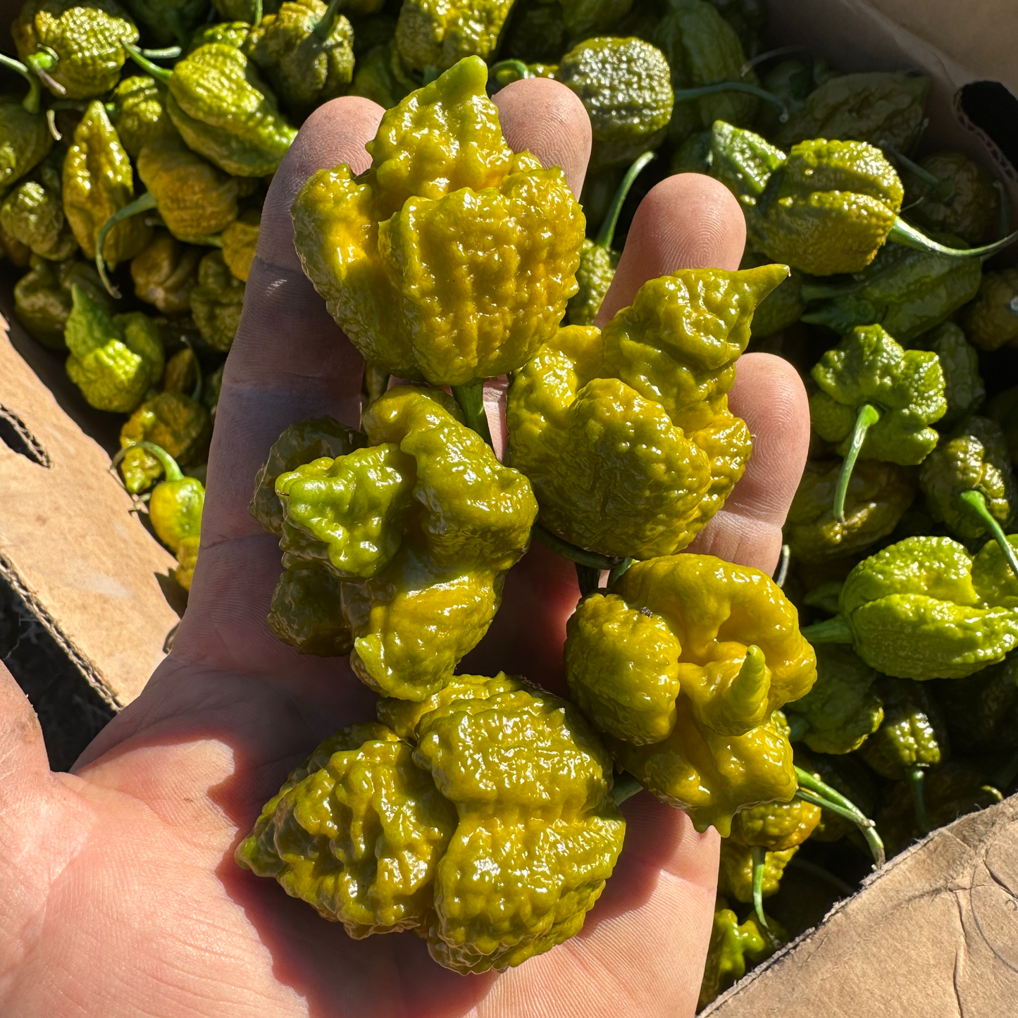 Hand holding green peppers with a box of more peppers in the background