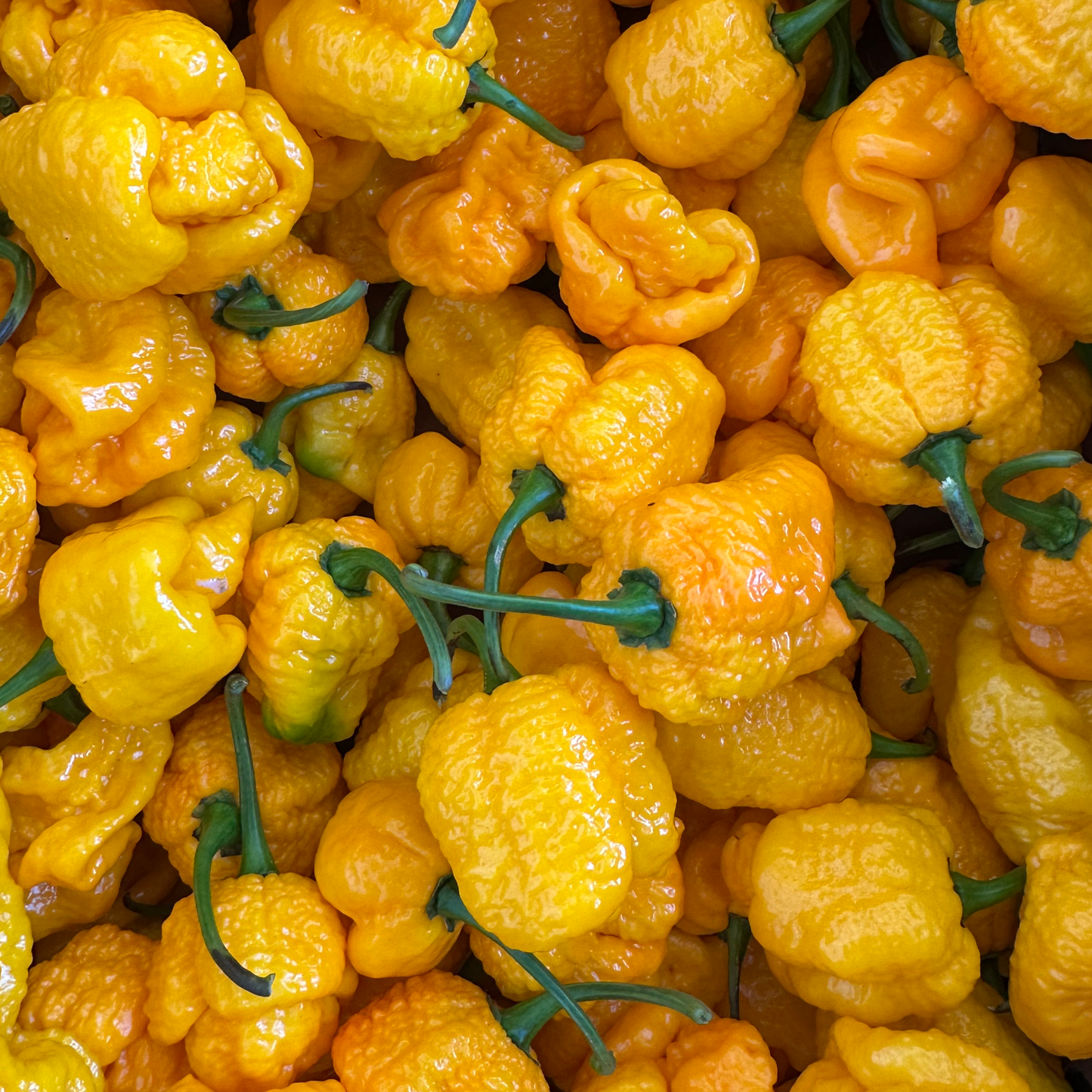 Close-up of yellow peppers with green stems on a dark background